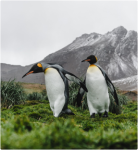 penguins image